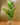 Plantas Decorativas
