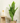 Planta Monstera 1.2Mts
