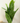 Planta Monstera 1.2Mts