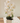 Orquídea