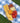 Plato de Piqueos transparente